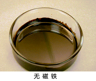 的磁铁接近时,磁流体出现沿磁力线方向伸展的凸起,这是磁性固体颗粒